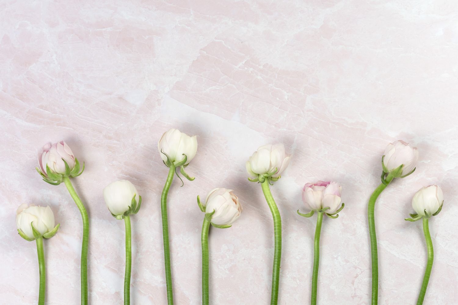 Light pink flowers on pink marble