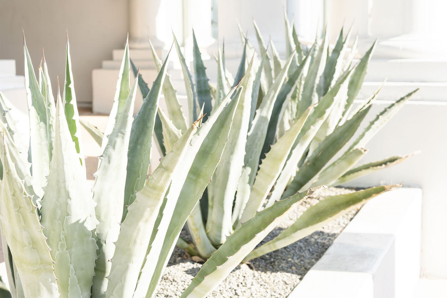 Light green cacti
