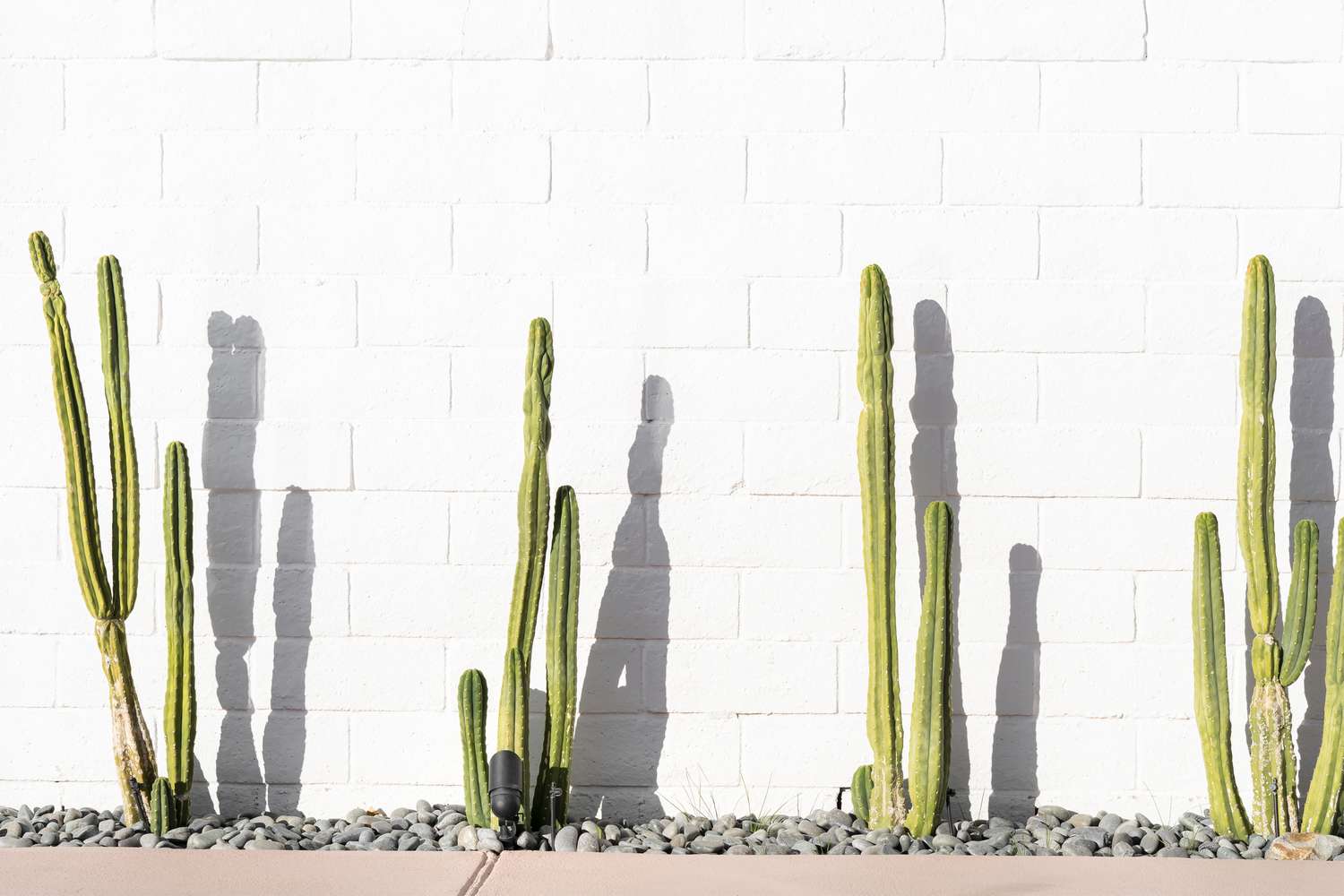 Four cacti standing in front of a white brick wall