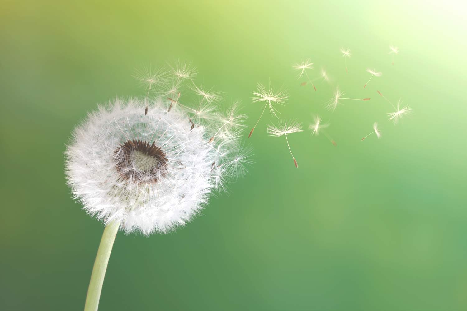 A dandelion against a green background